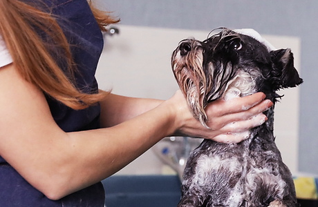 pet care - a cute dog having a bath