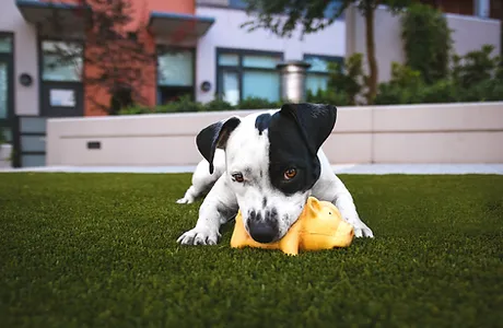 a black and white spotted dog playing with its toy