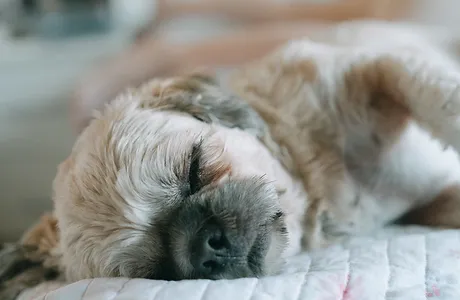 A cute puppy having a nap