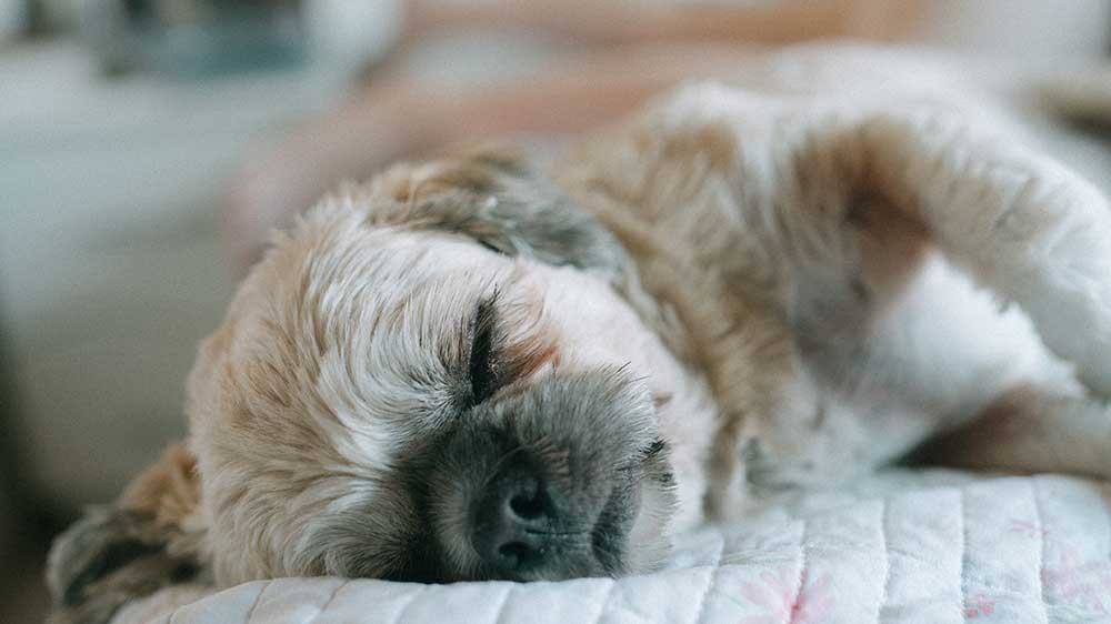 A fluffy dog peacefully sleeping on a white quilt, with soft lighting. The scene exudes tranquility and warmth, highlighting the pet’s relaxed state.