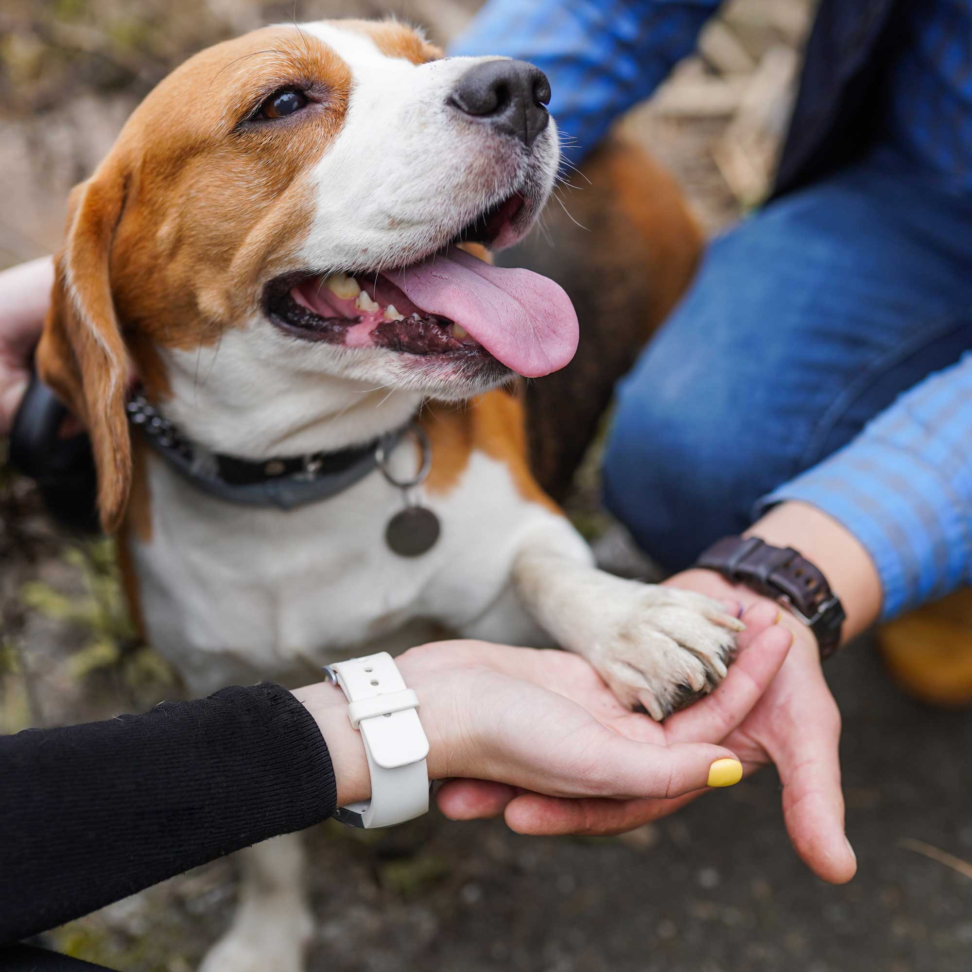 A happy beagle extends its paw in a handshake with a person. The dog's tongue is out, wearing a collar, conveying a playful, friendly atmosphere.