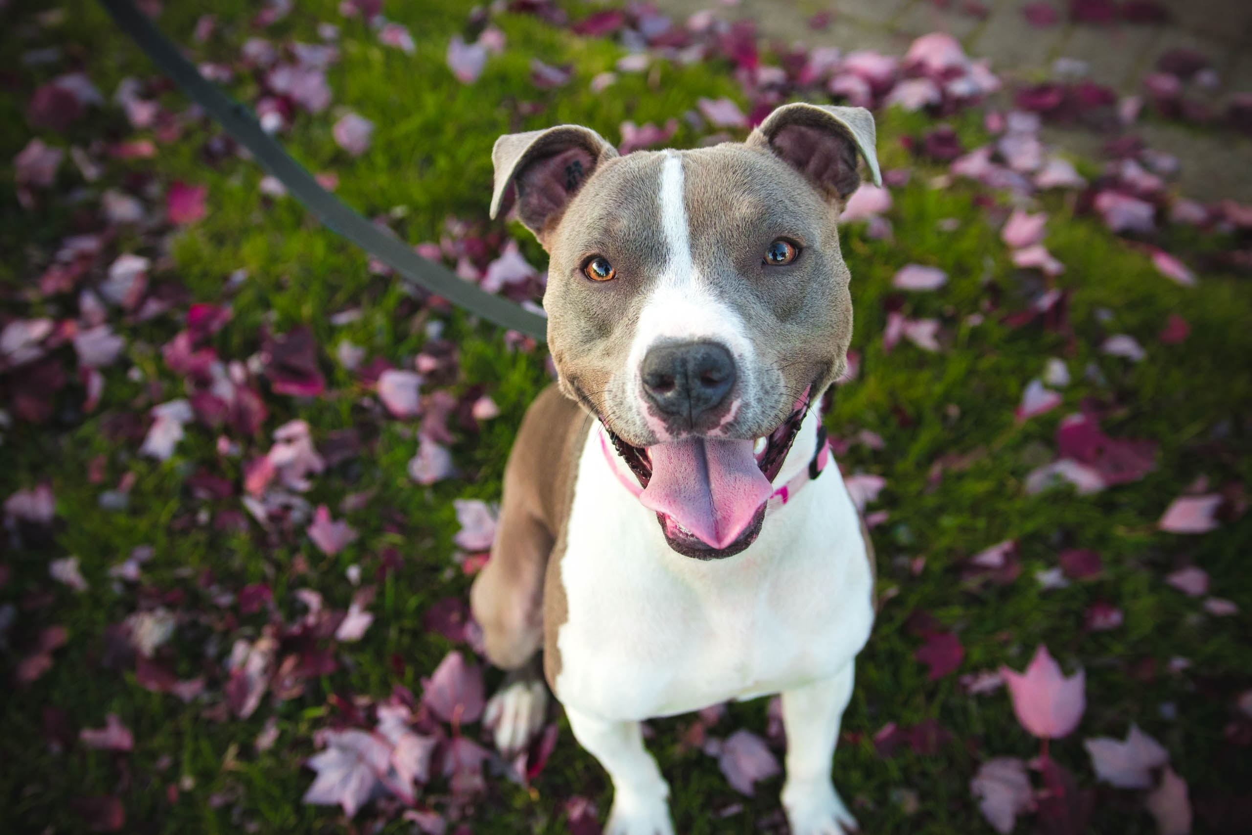 A happy dog with a gray and white coat sits on green grass covered in pink leaves, looking up with an open mouth and a wagging tail.