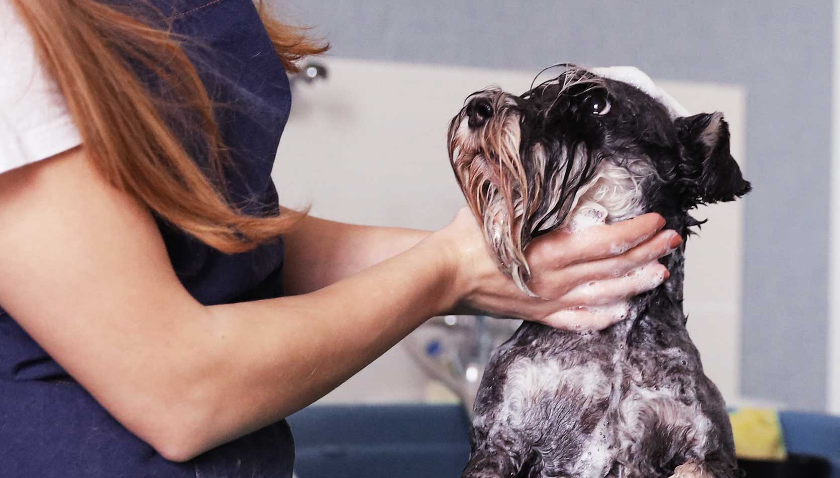 A wet Schnauzer being bathed by a person in a blue apron. The dog looks upward, its fur lathered with shampoo, conveying a calm moment.