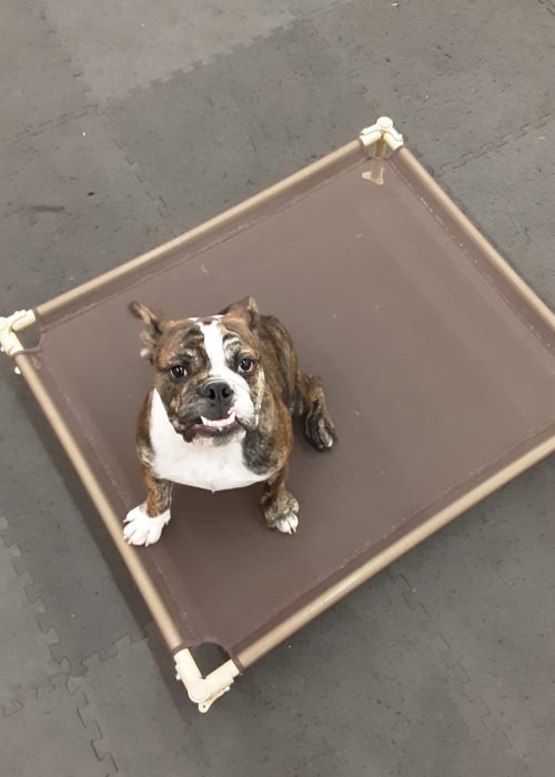 A dog sitting on a brown and white bed, looking content and relaxed.