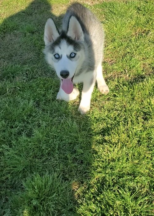 A fluffy husky puppy standing in lush green grass.