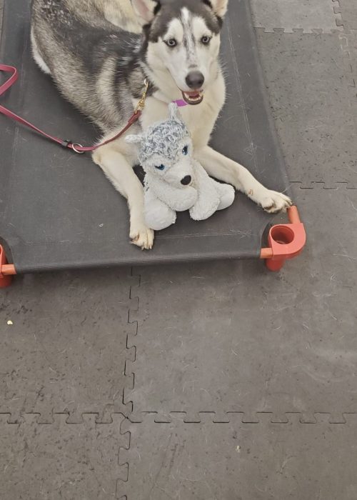 A husky dog laying on a mat with a stuffed animal.