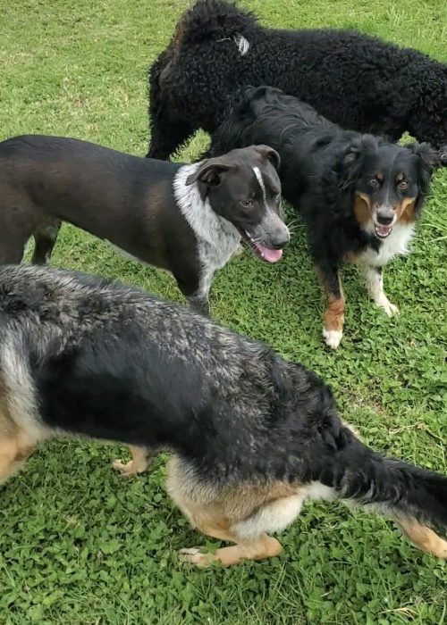 A pack of dogs frolics in the green grass.