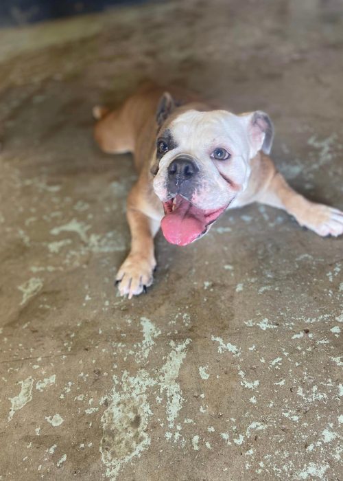 A bulldog laying on the ground with its tongue out, looking relaxed and content.