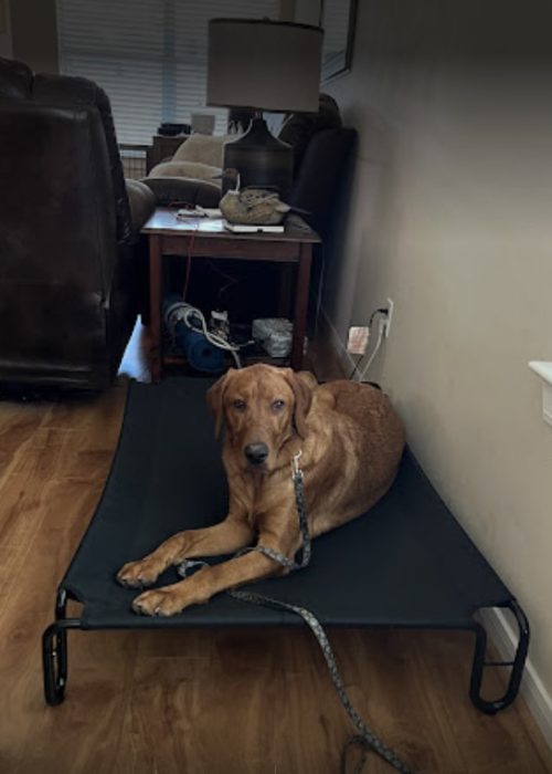 A dog resting on a black bed in a living room.